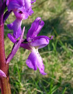 Orchis mascula (Orchidaceae)  - Orchis mâle - Early-purple Orchid Herault [France] 26/04/2004 - 690m