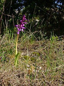 Orchis mascula (Orchidaceae)  - Orchis mâle - Early-purple Orchid Herault [France] 26/04/2004 - 690m