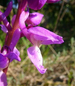 Orchis mascula (Orchidaceae)  - Orchis mâle - Early-purple Orchid Herault [France] 26/04/2004 - 690m