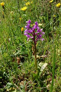 Orchis olbiensis (Orchidaceae)  - Orchis d'Hyères Aude [France] 24/04/2004 - 600m