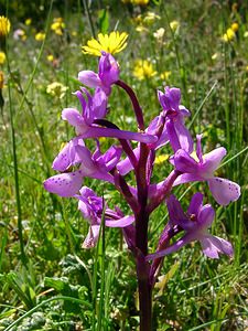 Orchis olbiensis (Orchidaceae)  - Orchis d'Hyères Aude [France] 24/04/2004 - 600m