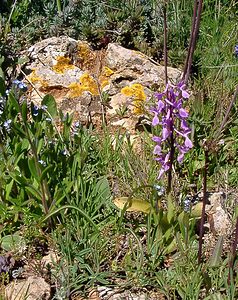 Orchis olbiensis (Orchidaceae)  - Orchis d'Hyères Aude [France] 24/04/2004 - 600m