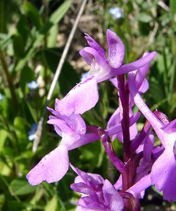 Orchis olbiensis (Orchidaceae)  - Orchis d'Hyères Aude [France] 24/04/2004 - 600m