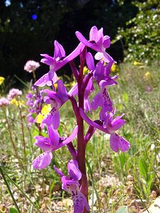 Orchis olbiensis (Orchidaceae)  - Orchis d'Hyères Aude [France] 24/04/2004 - 600m