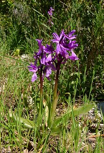 Orchis olbiensis (Orchidaceae)  - Orchis d'Hyères Aude [France] 24/04/2004 - 600m