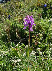 Orchis olbiensis (Orchidaceae)  - Orchis d'Hyères Aude [France] 24/04/2004 - 600m