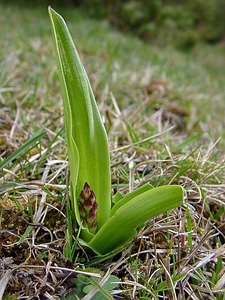 Orchis purpurea (Orchidaceae)  - Orchis pourpre, Grivollée, Orchis casque, Orchis brun - Lady Orchid Pas-de-Calais [France] 04/04/2004 - 90m