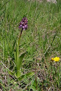 Orchis purpurea (Orchidaceae)  - Orchis pourpre, Grivollée, Orchis casque, Orchis brun - Lady Orchid Herault [France] 21/04/2004 - 130m