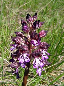 Orchis purpurea (Orchidaceae)  - Orchis pourpre, Grivollée, Orchis casque, Orchis brun - Lady Orchid Herault [France] 21/04/2004 - 130m