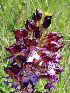 Orchis purpurea (Orchidaceae)  - Orchis pourpre, Grivollée, Orchis casque, Orchis brun - Lady Orchid Herault [France] 21/04/2004 - 130m