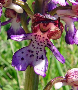 Orchis purpurea (Orchidaceae)  - Orchis pourpre, Grivollée, Orchis casque, Orchis brun - Lady Orchid Herault [France] 21/04/2004 - 130m