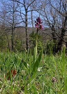Orchis purpurea (Orchidaceae)  - Orchis pourpre, Grivollée, Orchis casque, Orchis brun - Lady Orchid Aude [France] 24/04/2004 - 430m