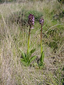 Orchis purpurea (Orchidaceae)  - Orchis pourpre, Grivollée, Orchis casque, Orchis brun - Lady Orchid Aude [France] 24/04/2004 - 320m