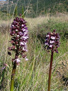 Orchis purpurea (Orchidaceae)  - Orchis pourpre, Grivollée, Orchis casque, Orchis brun - Lady Orchid Aude [France] 24/04/2004 - 320m
