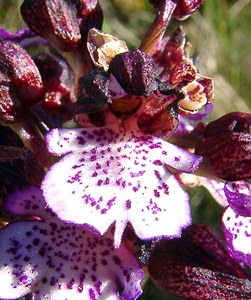 Orchis purpurea (Orchidaceae)  - Orchis pourpre, Grivollée, Orchis casque, Orchis brun - Lady Orchid Aude [France] 24/04/2004 - 320m