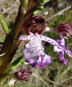 Orchis purpurea (Orchidaceae)  - Orchis pourpre, Grivollée, Orchis casque, Orchis brun - Lady Orchid Aude [France] 24/04/2004 - 320m