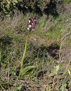 Orchis purpurea (Orchidaceae)  - Orchis pourpre, Grivollée, Orchis casque, Orchis brun - Lady Orchid Aude [France] 24/04/2004 - 480m