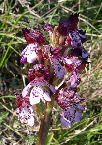 Orchis purpurea (Orchidaceae)  - Orchis pourpre, Grivollée, Orchis casque, Orchis brun - Lady Orchid Aude [France] 24/04/2004 - 480m