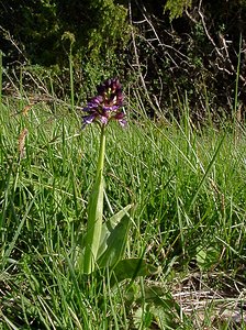 Orchis purpurea (Orchidaceae)  - Orchis pourpre, Grivollée, Orchis casque, Orchis brun - Lady Orchid Aude [France] 25/04/2004 - 390m