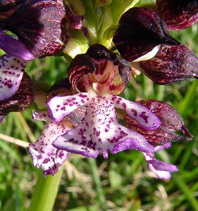 Orchis purpurea (Orchidaceae)  - Orchis pourpre, Grivollée, Orchis casque, Orchis brun - Lady Orchid Aude [France] 25/04/2004 - 390m