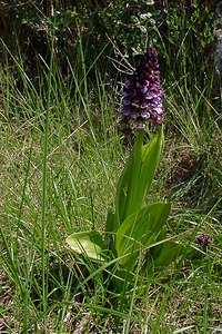 Orchis purpurea (Orchidaceae)  - Orchis pourpre, Grivollée, Orchis casque, Orchis brun - Lady Orchid Gard [France] 27/04/2004 - 470m