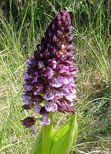 Orchis purpurea (Orchidaceae)  - Orchis pourpre, Grivollée, Orchis casque, Orchis brun - Lady Orchid Gard [France] 27/04/2004 - 470m