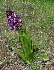 Orchis purpurea (Orchidaceae)  - Orchis pourpre, Grivollée, Orchis casque, Orchis brun - Lady Orchid Gard [France] 27/04/2004 - 470m