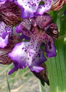 Orchis purpurea (Orchidaceae)  - Orchis pourpre, Grivollée, Orchis casque, Orchis brun - Lady Orchid Gard [France] 27/04/2004 - 470m