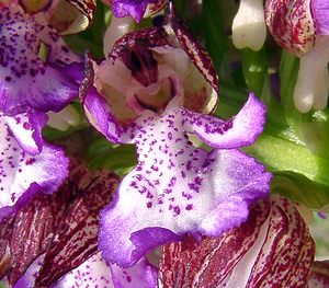 Orchis purpurea (Orchidaceae)  - Orchis pourpre, Grivollée, Orchis casque, Orchis brun - Lady Orchid Gard [France] 27/04/2004 - 470m