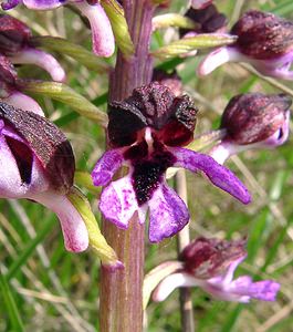 Orchis purpurea (Orchidaceae)  - Orchis pourpre, Grivollée, Orchis casque, Orchis brun - Lady Orchid Gard [France] 28/04/2004 - 260m