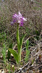 Orchis simia (Orchidaceae)  - Orchis singe - Monkey Orchid Gard [France] 27/04/2004 - 470m