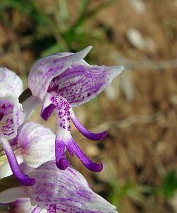 Orchis simia (Orchidaceae)  - Orchis singe - Monkey Orchid Gard [France] 27/04/2004 - 470m