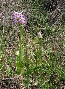 Orchis simia (Orchidaceae)  - Orchis singe - Monkey Orchid Gard [France] 27/04/2004 - 470m