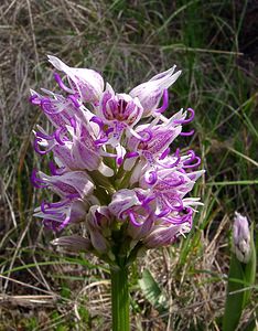 Orchis simia (Orchidaceae)  - Orchis singe - Monkey Orchid Gard [France] 27/04/2004 - 470m