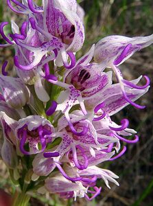 Orchis simia (Orchidaceae)  - Orchis singe - Monkey Orchid Gard [France] 27/04/2004 - 470m