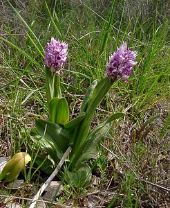 Orchis simia (Orchidaceae)  - Orchis singe - Monkey Orchid Gard [France] 27/04/2004 - 470m