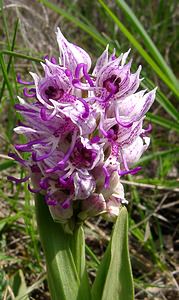 Orchis simia (Orchidaceae)  - Orchis singe - Monkey Orchid Gard [France] 27/04/2004 - 470m