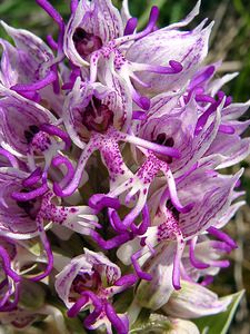 Orchis simia (Orchidaceae)  - Orchis singe - Monkey Orchid Gard [France] 27/04/2004 - 470m