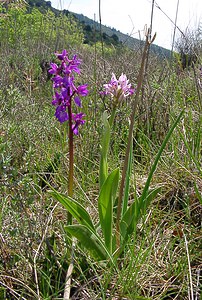 Orchis simia (Orchidaceae)  - Orchis singe - Monkey Orchid Gard [France] 27/04/2004 - 470mavec orchis mascula (? gauche)