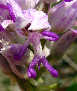 Orchis simia (Orchidaceae)  - Orchis singe - Monkey Orchid Gard [France] 27/04/2004 - 470m