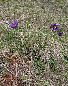 Pulsatilla vulgaris (Ranunculaceae)  - Pulsatille commune, Anémone pulsatille - Pasqueflower Marne [France] 03/04/2004 - 170m