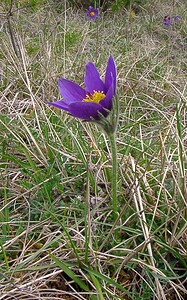 Pulsatilla vulgaris (Ranunculaceae)  - Pulsatille commune, Anémone pulsatille - Pasqueflower Marne [France] 03/04/2004 - 170m