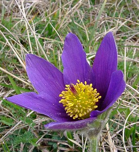 Pulsatilla vulgaris (Ranunculaceae)  - Pulsatille commune, Anémone pulsatille - Pasqueflower Marne [France] 03/04/2004 - 170m