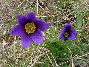 Pulsatilla vulgaris (Ranunculaceae)  - Pulsatille commune, Anémone pulsatille - Pasqueflower Marne [France] 03/04/2004 - 170m