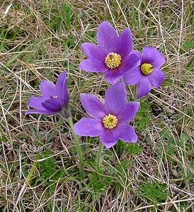 Pulsatilla vulgaris (Ranunculaceae)  - Pulsatille commune, Anémone pulsatille - Pasqueflower Marne [France] 03/04/2004 - 170m