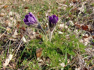 Pulsatilla vulgaris (Ranunculaceae)  - Pulsatille commune, Anémone pulsatille - Pasqueflower Oise [France] 12/04/2004 - 100m