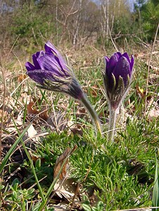 Pulsatilla vulgaris (Ranunculaceae)  - Pulsatille commune, Anémone pulsatille - Pasqueflower Oise [France] 12/04/2004 - 100m