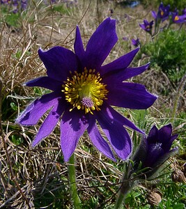 Pulsatilla vulgaris (Ranunculaceae)  - Pulsatille commune, Anémone pulsatille - Pasqueflower Oise [France] 12/04/2004 - 110msujet ? p?tales anormaux: les p?tales sont au nombre de 6, mais ici ils sont d?coup?s