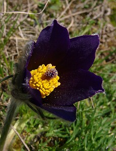 Pulsatilla vulgaris (Ranunculaceae)  - Pulsatille commune, Anémone pulsatille - Pasqueflower Oise [France] 12/04/2004 - 110m
