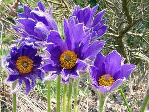 Pulsatilla vulgaris (Ranunculaceae)  - Pulsatille commune, Anémone pulsatille - Pasqueflower Oise [France] 12/04/2004 - 110msujets ? p?tales anormaux: les p?tales sont au nombre de 6, mais ici ils sont d?coup?s